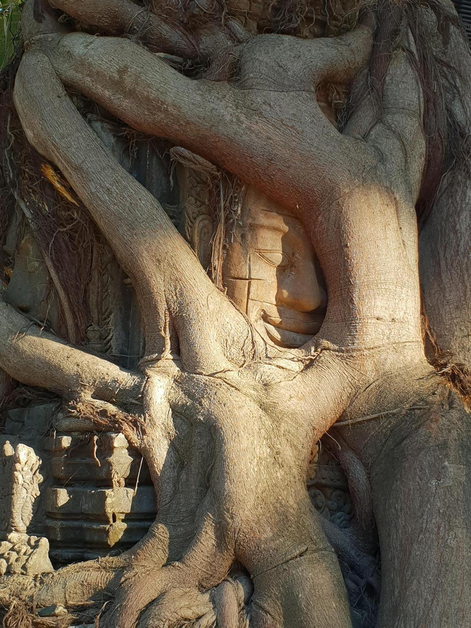 Treeline Urban Resort Siem Reap Bagian luar foto